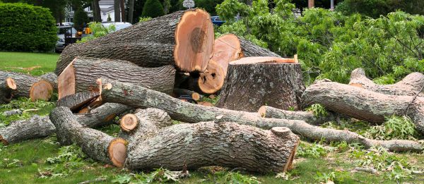 Large Tree Removal in Burnsville