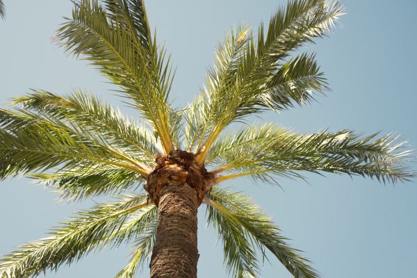 Palm Tree Removal in Burnsville