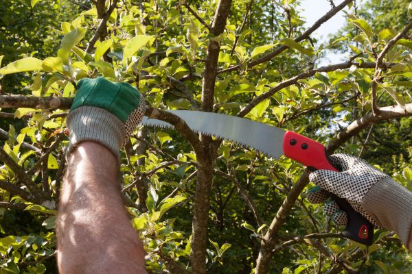 Small Tree Removal in Burnsville