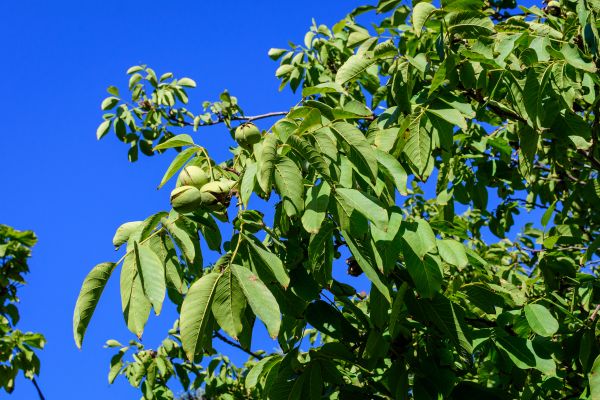 Walnut Tree Removal in Burnsville