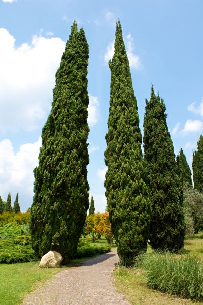 Cypress Tree Removal in Burnsville