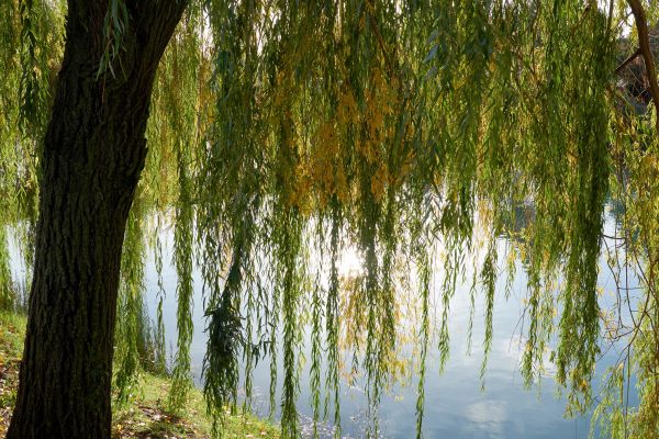 Willow Tree Removal in Burnsville