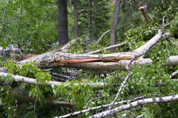 Cost of Birch Tree Removal in Burnsville