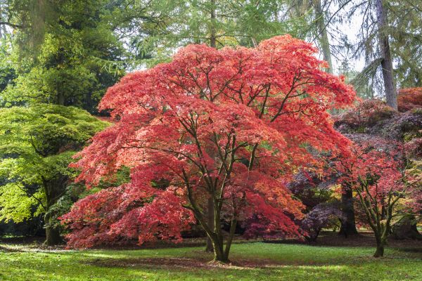 Maple Tree Removal in Burnsville