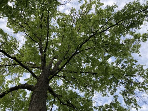 Oak Tree Removal in Burnsville