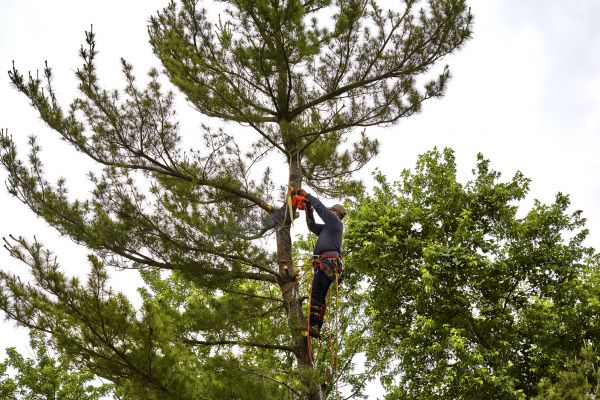 Pine Tree Removal in Burnsville