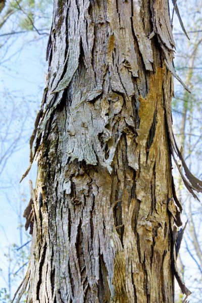 Cost of Hickory Tree Removal in Burnsville