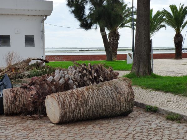 Palm Trees Removal in Burnsville