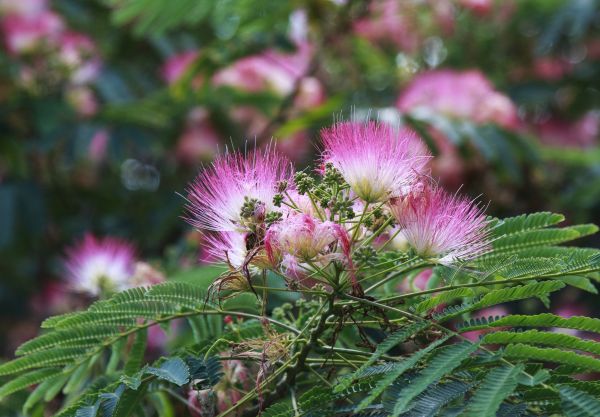 Cost of Mimosa Tree Removal in Burnsville
