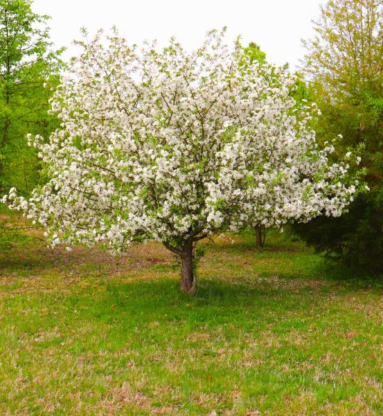 Cost of Dogwood Tree Removal in Burnsville