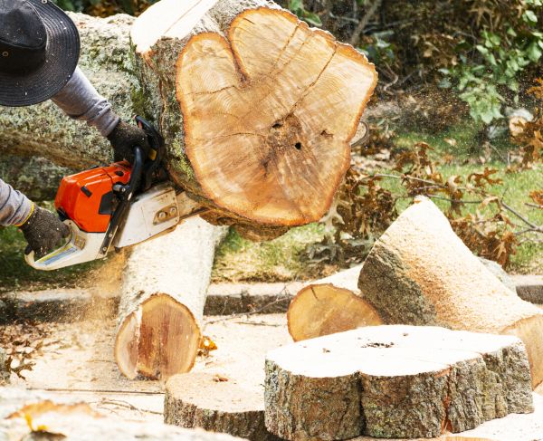 Tree Removal Service in Burnsville