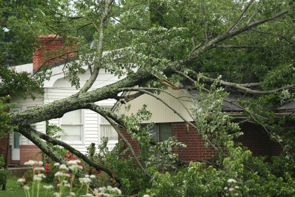 Emergency Tree Removal in Burnsville