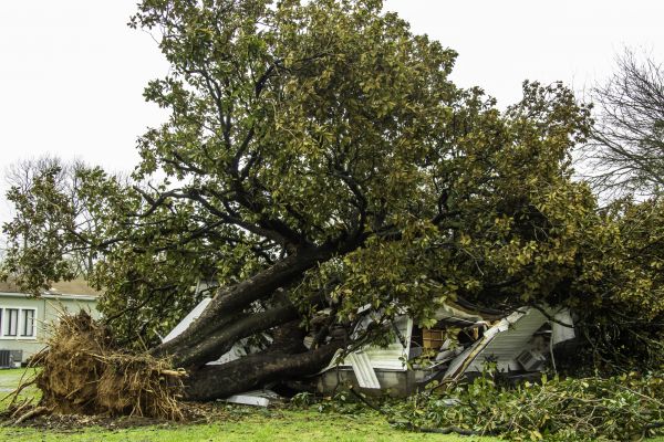 Fallen Tree Removal in Burnsville