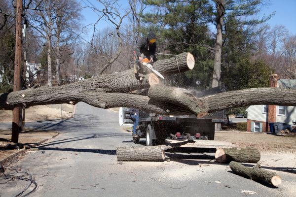 Residential Tree Removal in Burnsville