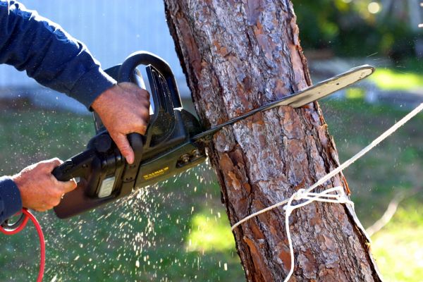 Dead Tree Removal in Burnsville